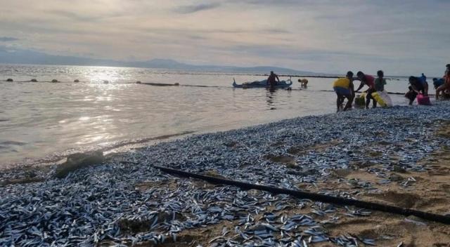 Filipinler'de on binlerce balık karaya vurdu