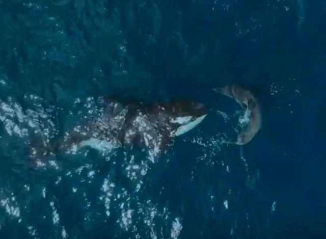 60 Yaşındaki katil balina, dev bir köpek balığını saniyeler içinde öldürdü: Bilim adamaları böyle bir saldırıya ilk kez şahit olduklarını söyledi