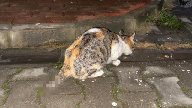 İnegöl'de Kedi Yavrusu Katliamı: Fail ya da Failler Yakalanmaya Çalışılıyor