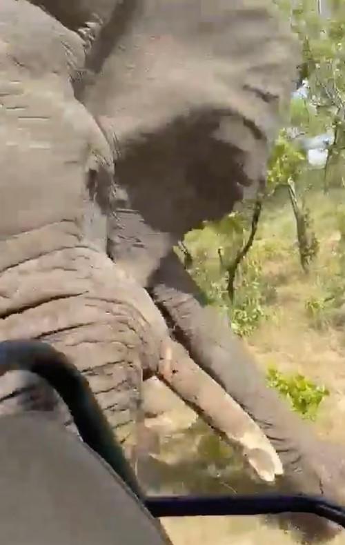 Zambiya'da safariye çıkan turistlere fil saldırdı: 80 yaşındaki kadın hayatını kaybetti