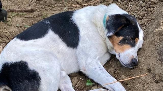 Köpeğin duygularından sadakati gözleri doldurdu ölen sahibinin mezarından bir an olsun ayrılmıyor