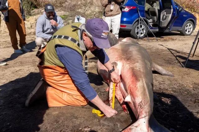 Massachusetts'te Sahile Vuran Beyaz Köpek Balığı Kaldırıldı