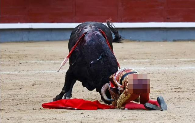 Kızgın boğa, sırtından boynuzladığı genç matadoru ağır yaraladı