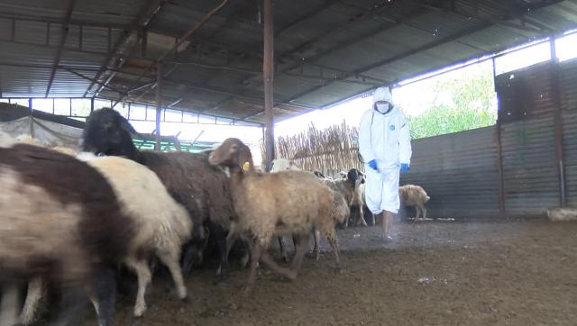 Mavi dil hastalığı görülen mahalle karantina altına alındı